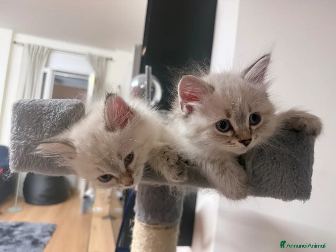 Siberiano gatti in vendita: Splendidi cuccioli siberiani  a Città metropolitana di Milano - Annuncio 1