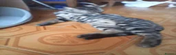 Meticcio gatti in regalo: MICETTI BELLISSIMI CERCANO CASA! - Annuncio 2