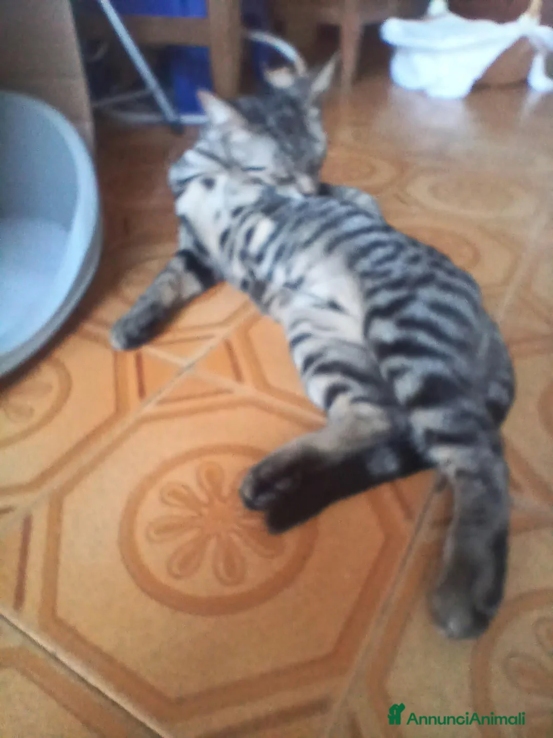 Meticcio gatti in regalo: MICETTI BELLISSIMI CERCANO CASA! - Annuncio 2