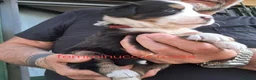 Bovaro del Bernese cani in vendita: Cuccioli bovari del bernese  - Annuncio 22