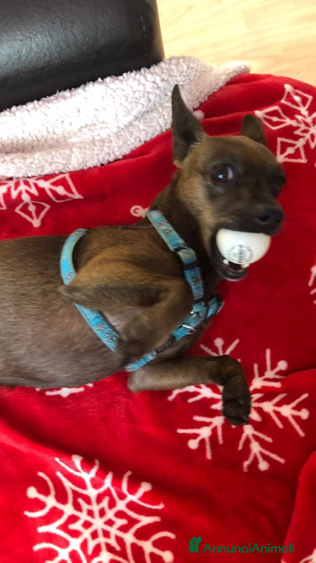Pinscher Miniatura cani in regalo: Mini pinscher maschio  - Annuncio 2