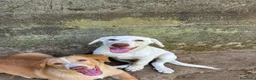 Meticcio cani in regalo: Lumi cerca casa 🏡 - Annuncio 7