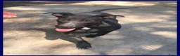 Meticcio cani in regalo: ZEUDI giocherellona e solare a Provincia di Parma - Annuncio 3