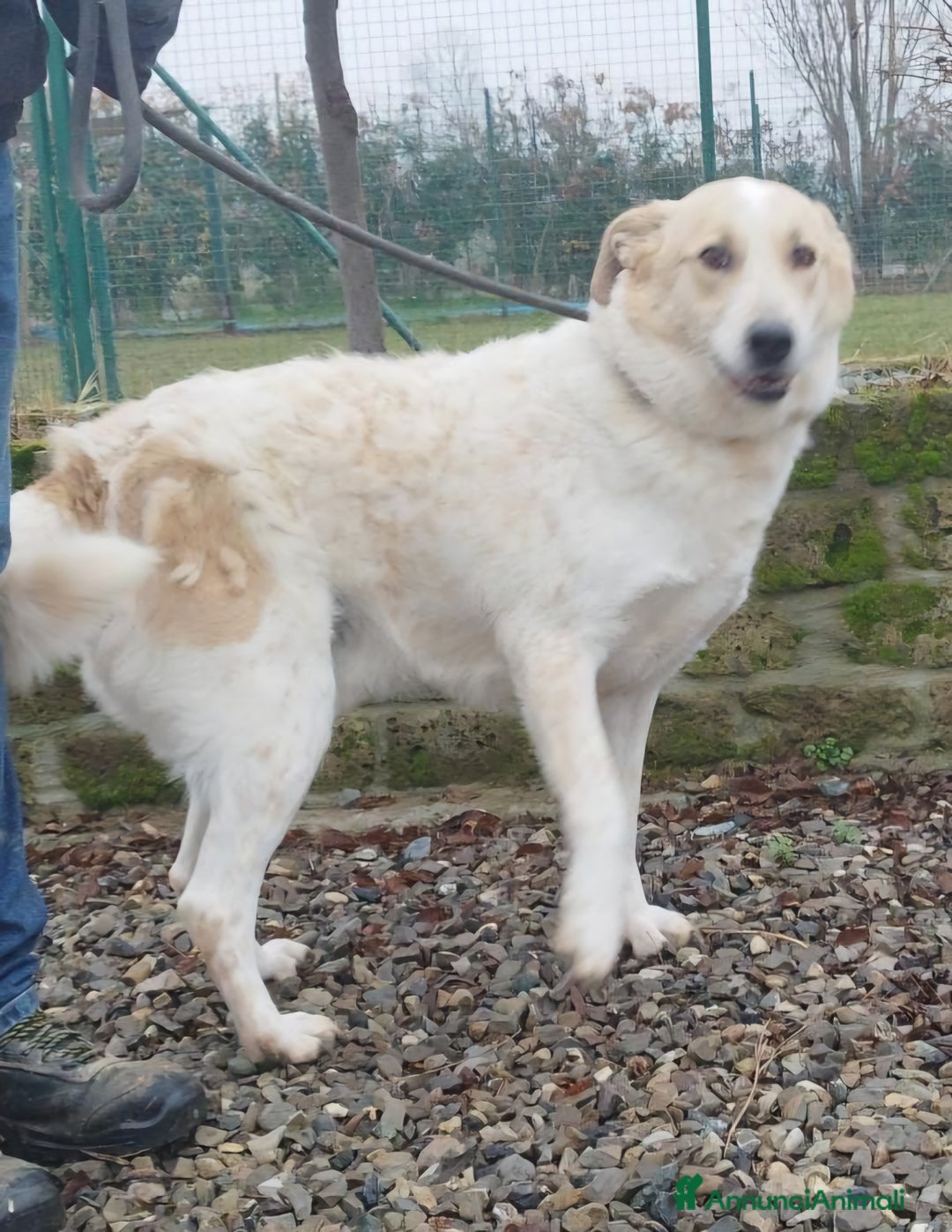 Meticcio cani in regalo: Bob cerca casa  - Annuncio 8