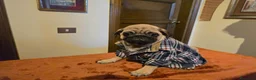 Carlino cani in vendita: Cuccioli di carlino con pedigree (1500 - 1700) - Annuncio 9