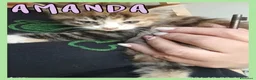 Europeo gatti in regalo: Gattini in adozione  - Annuncio 4