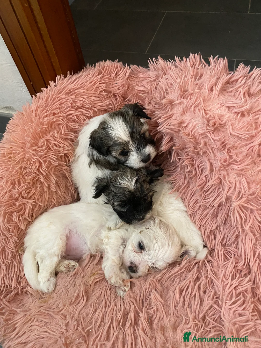 Maltipoo cani in vendita: Cuccioli maltipoo a Provincia di Salerno - Annuncio 2