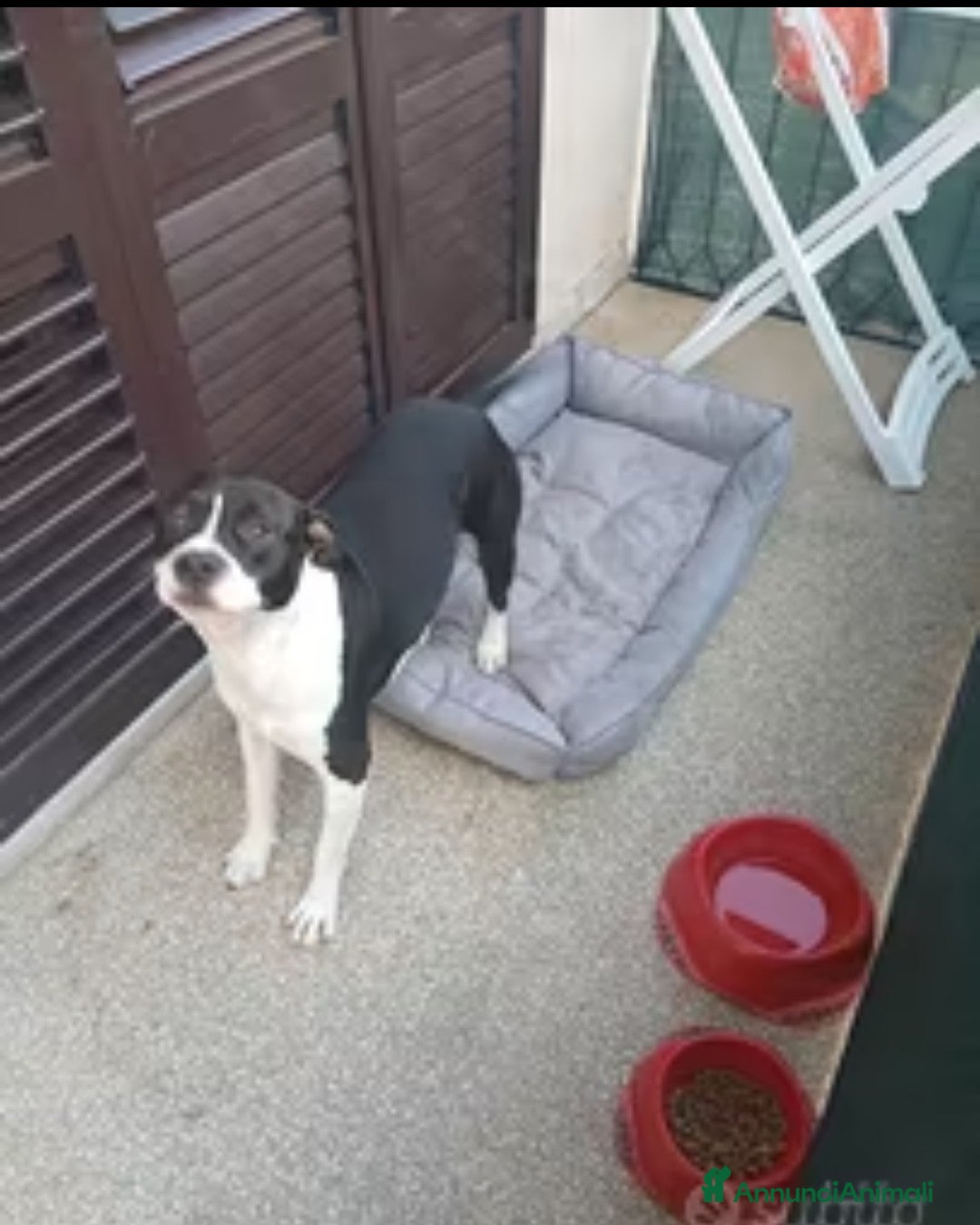 American Staffordshire cani in regalo: Amstaff  - Annuncio 2