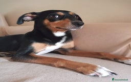 Meticcio cani per accoppiamento: Laika cerca fidanzatino a Provincia di Parma - Immagine 2
