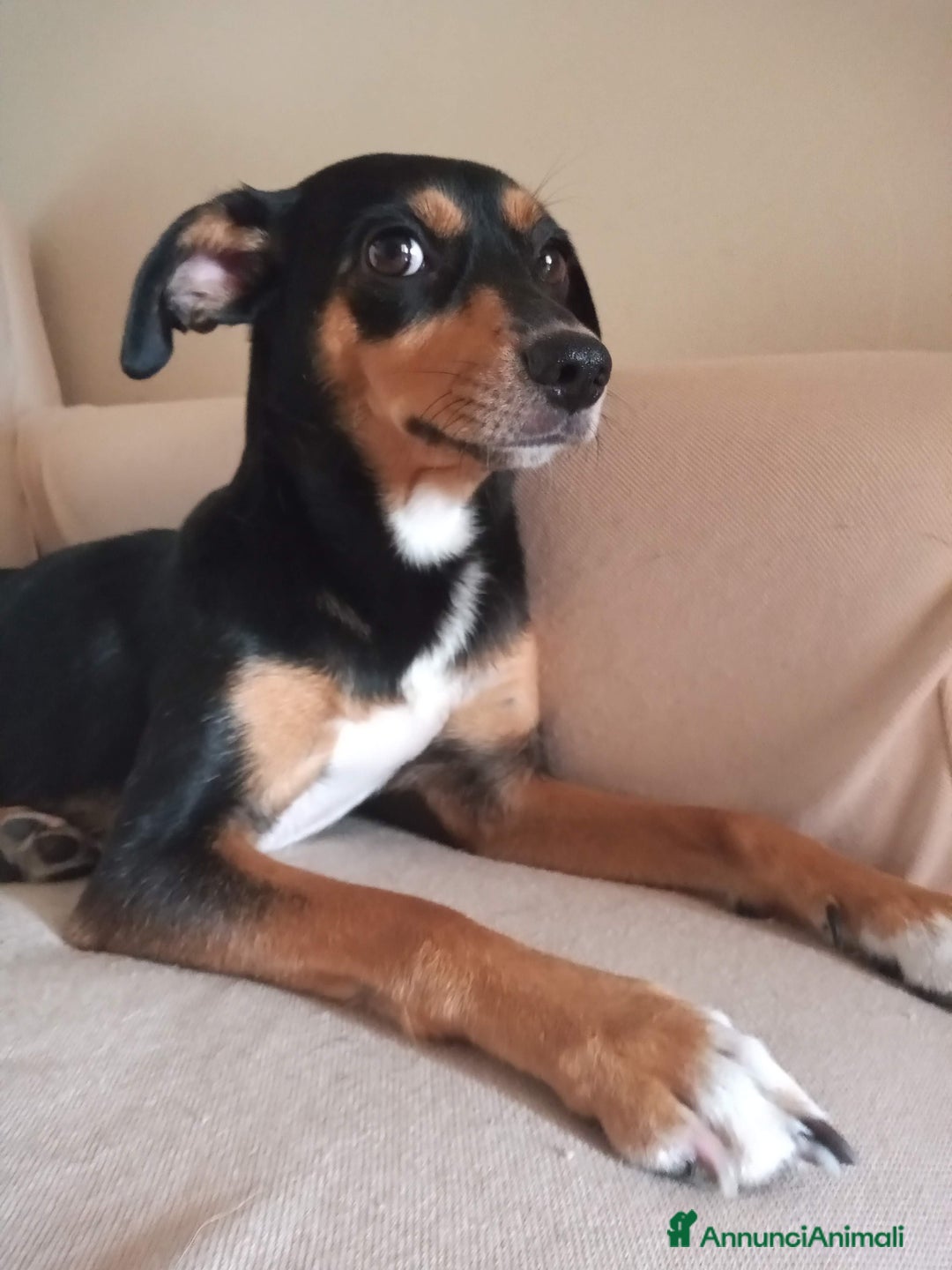 Meticcio cani per accoppiamento: Laika cerca fidanzatino a Provincia di Parma - Immagine 2