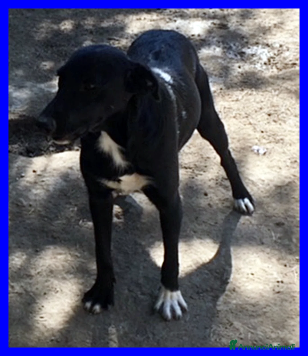 Meticcio cani in regalo: PICCHIO nonnino bravo e festoso - Annuncio 2