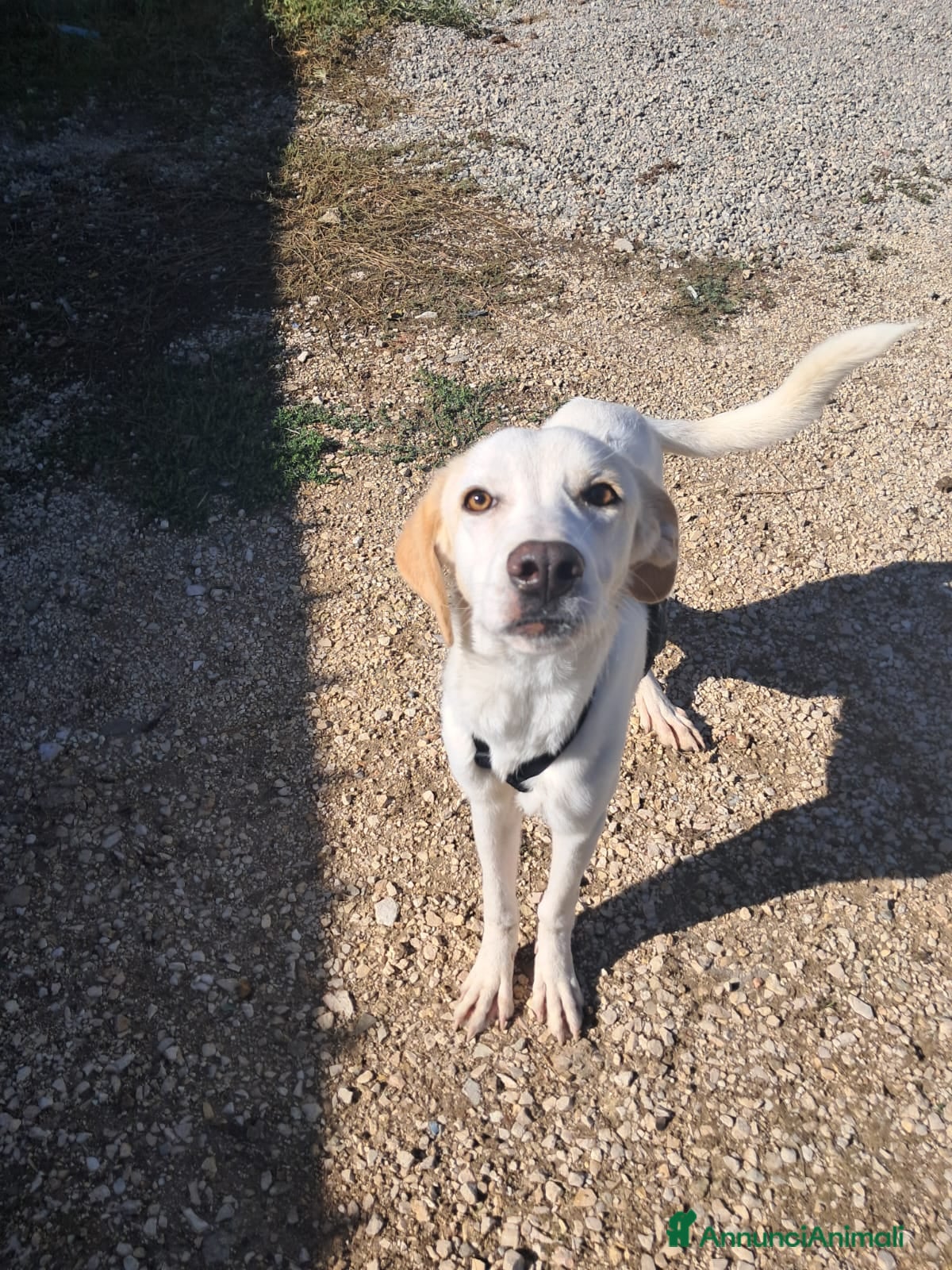 Meticcio cani YUMA una dolcissima pelosetta in cerca di amore  - Annuncio 18