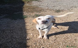 Meticcio cani in regalo: YUMA una dolcissima pelosetta in cerca di amore  - Annuncio 1