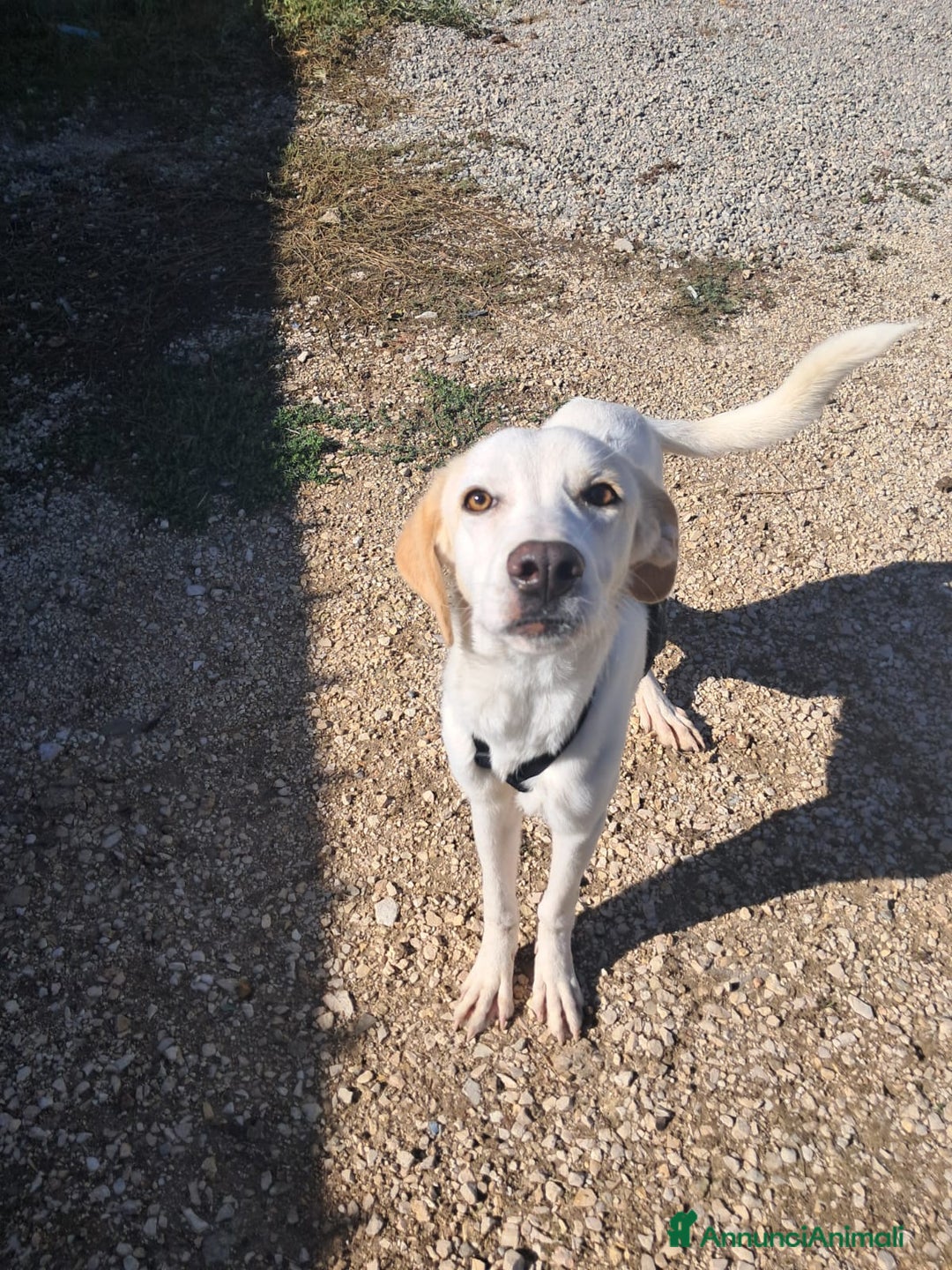 Meticcio cani in regalo: YUMA una dolcissima pelosetta in cerca di amore  - Annuncio 1