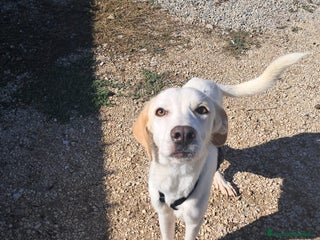 Meticcio cani YUMA una dolcissima pelosetta in cerca di amore - Annuncio 10