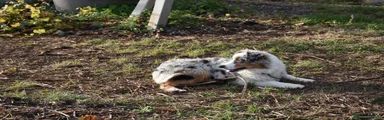 ROCCO – maschio blue merle