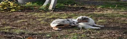 Australian Shepherd cani in vendita: cucciolotti pastore australiano - australian  - Annuncio 18