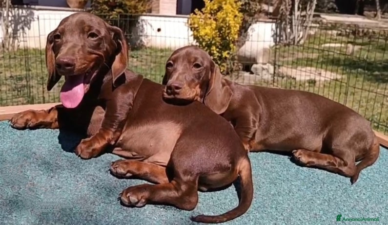 Bassotto cani Bassotti  disponibili subito. - Annuncio 1