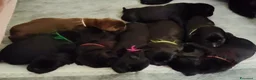 Labrador cani in vendita: Cuccioli labrador retriever  a Città Metropolitana di Firenze - Annuncio 1