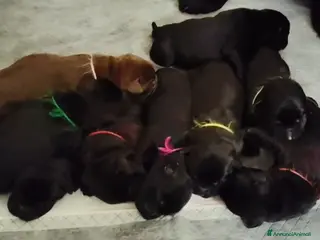 Labrador cani Cuccioli labrador retriever - Annuncio 4