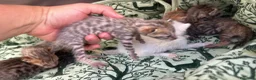 Meticcio gatti in vendita: Gattini Millefiori mix Bengal  - Annuncio 21
