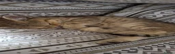 Scottish gatti in vendita: Splendori gattini schottisch Fold è brithish - Annuncio 4