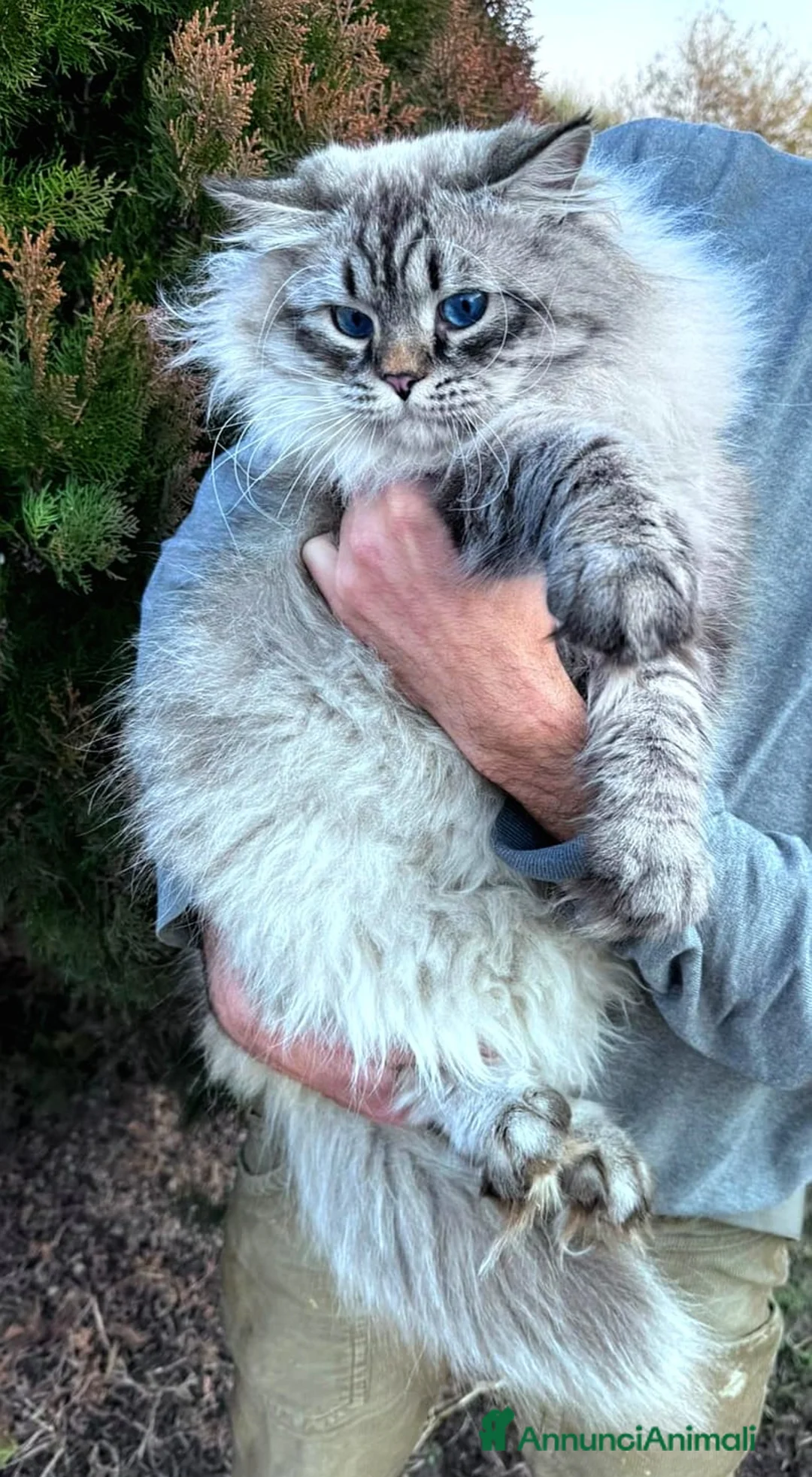 Siberiano gatti per accoppiamento: Accoppiamento  - Annuncio 2