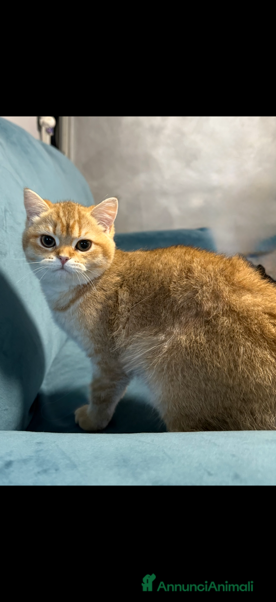 British gatti in vendita: British femmina Golden  - Annuncio 1