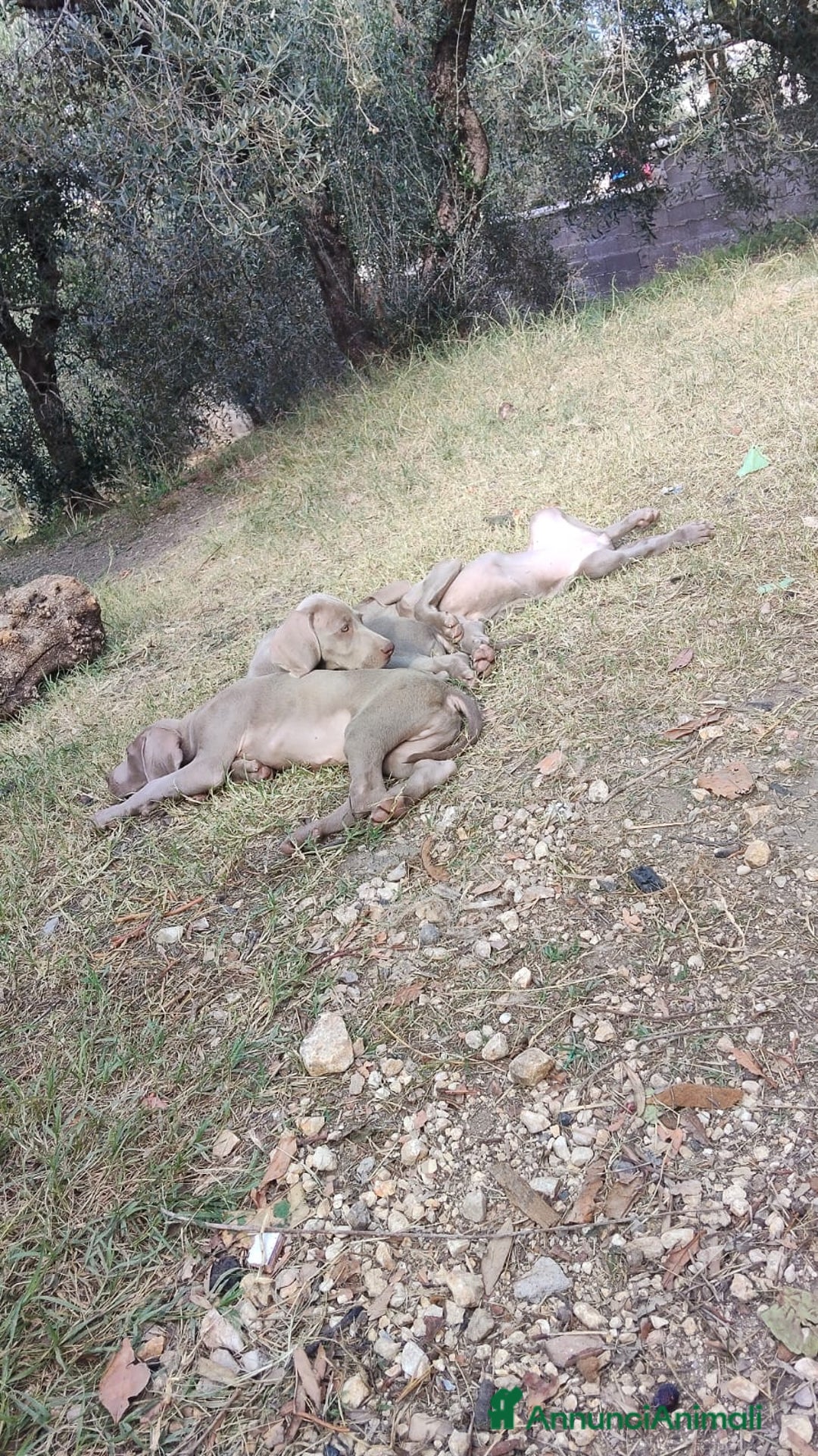Weimaraner cani in vendita: Cuccioli weimaraner  - Annuncio 5