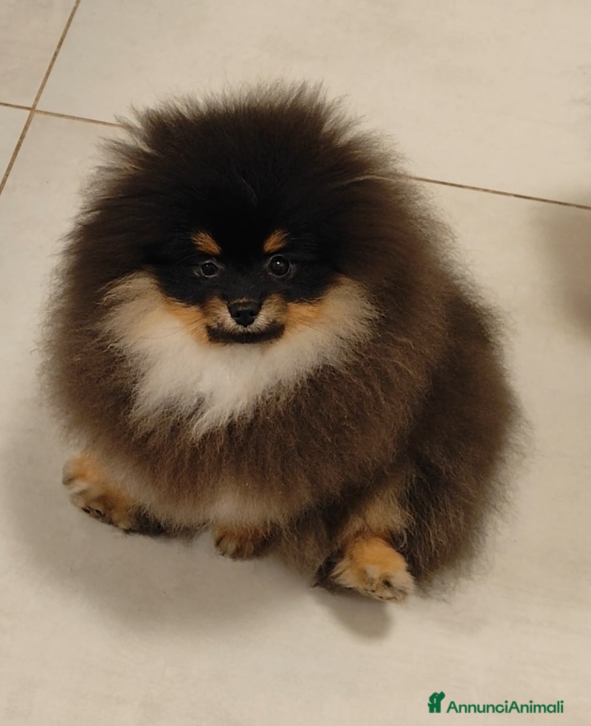 Volpino Pomerania cani Spitz di Pomerania con pedigree  - Annuncio 16
