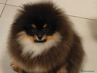 Volpino Pomerania cani Spitz di Pomerania con pedigree - Annuncio 3
