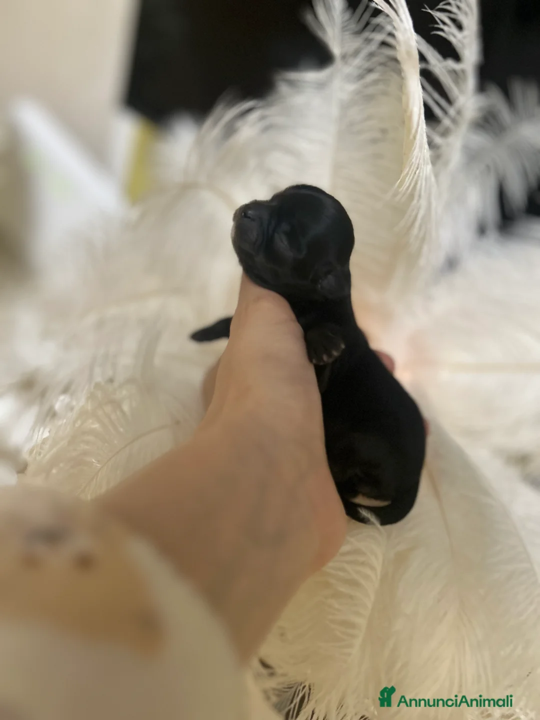 Chihuahua cani in vendita: Chihuahua femmina - Annuncio 2