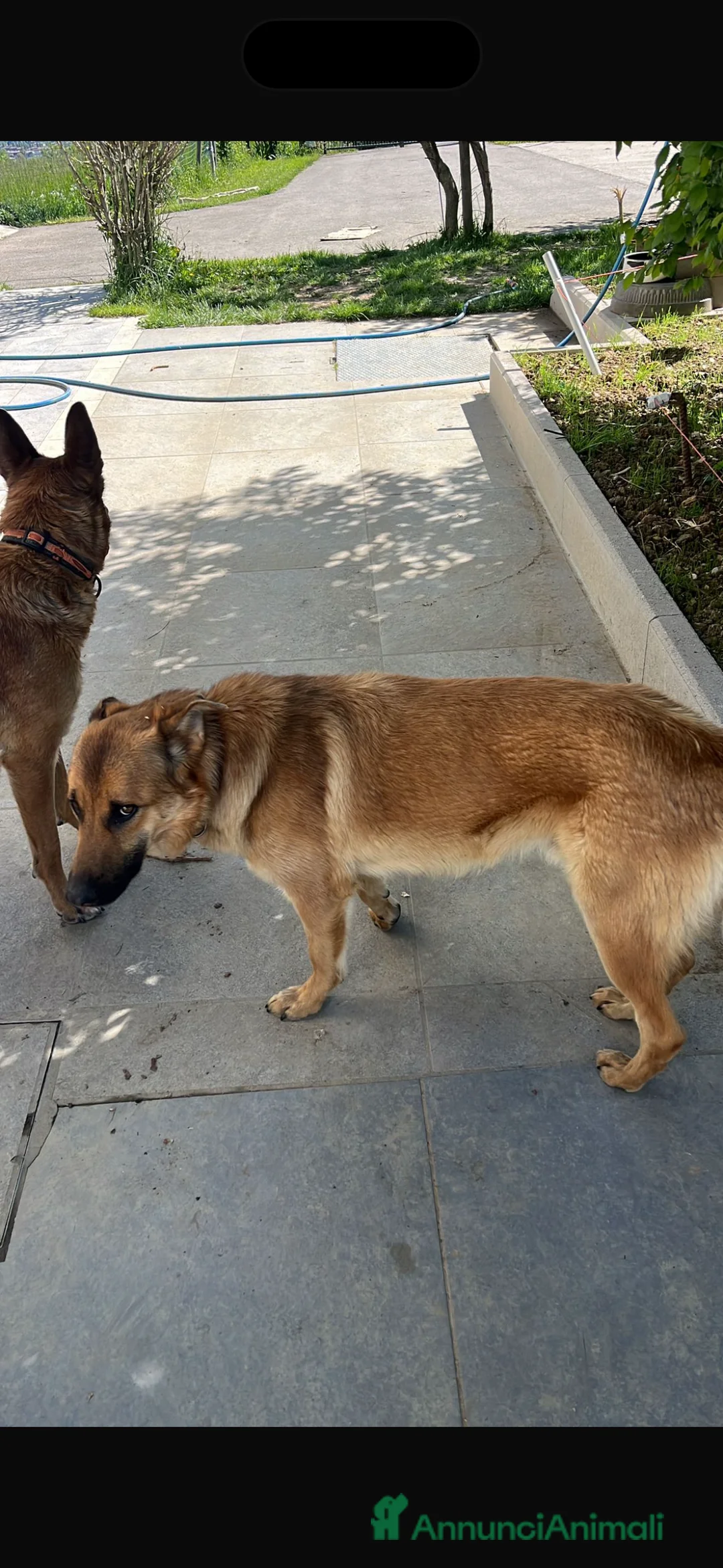 Pastore Belga cani in regalo: regalo cucciolo malinois, australiano incrocio a Provincia di Reggio Emilia - Annuncio 2