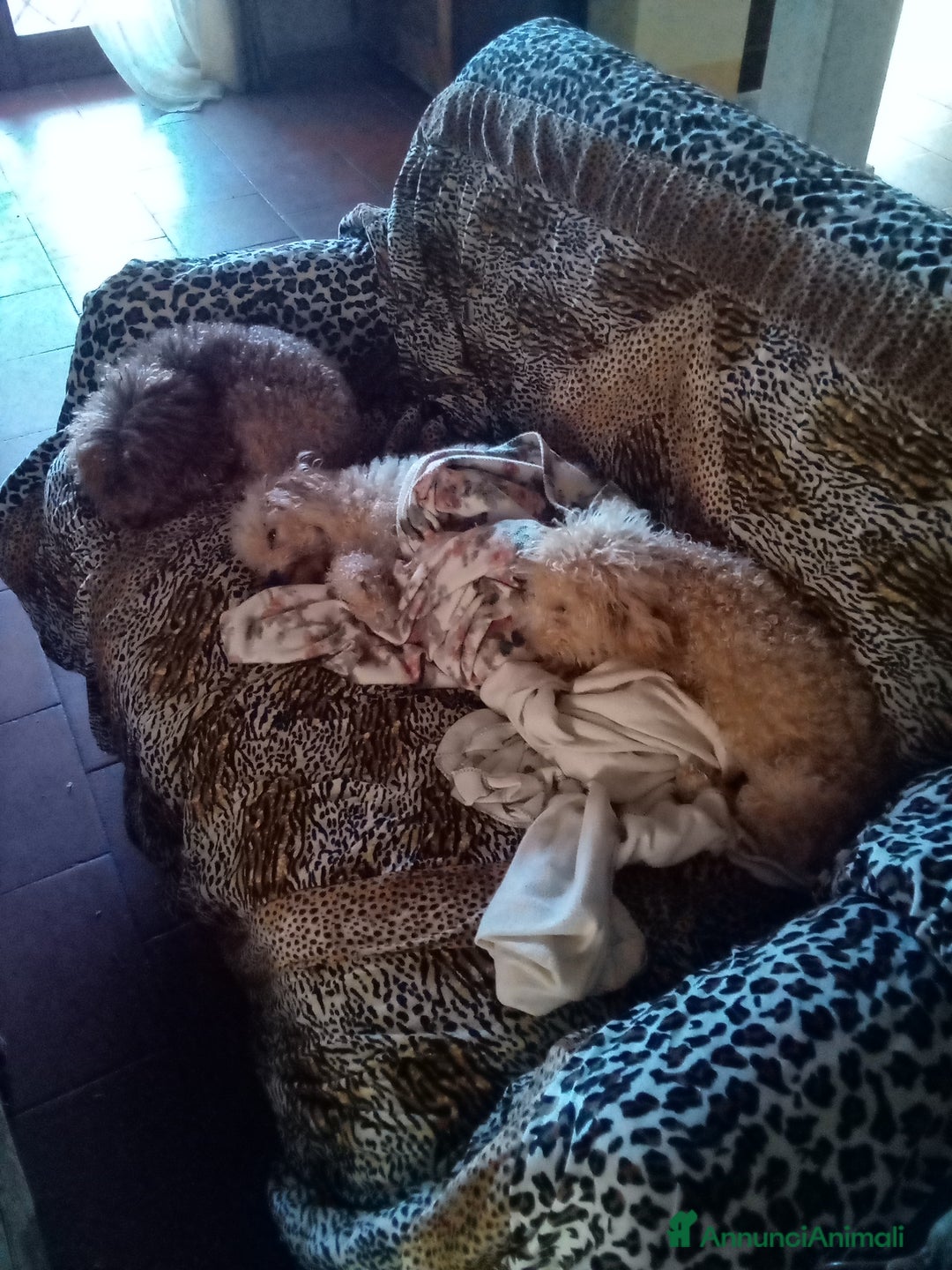 Barboncino Toy cani in vendita: Vendesi cuccioli di Barboncino Toy  - Annuncio 11