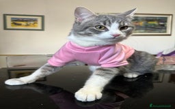 Europeo gatti in regalo: Fiocco d'argento - Immagine 4