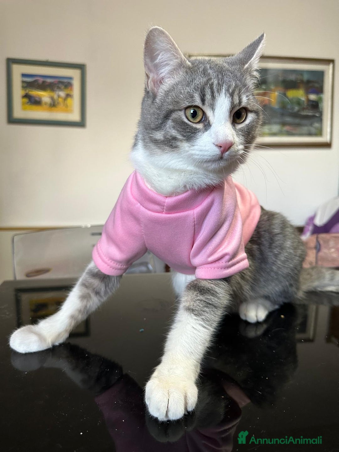 Europeo gatti in regalo: Fiocco d'argento - Annuncio 4
