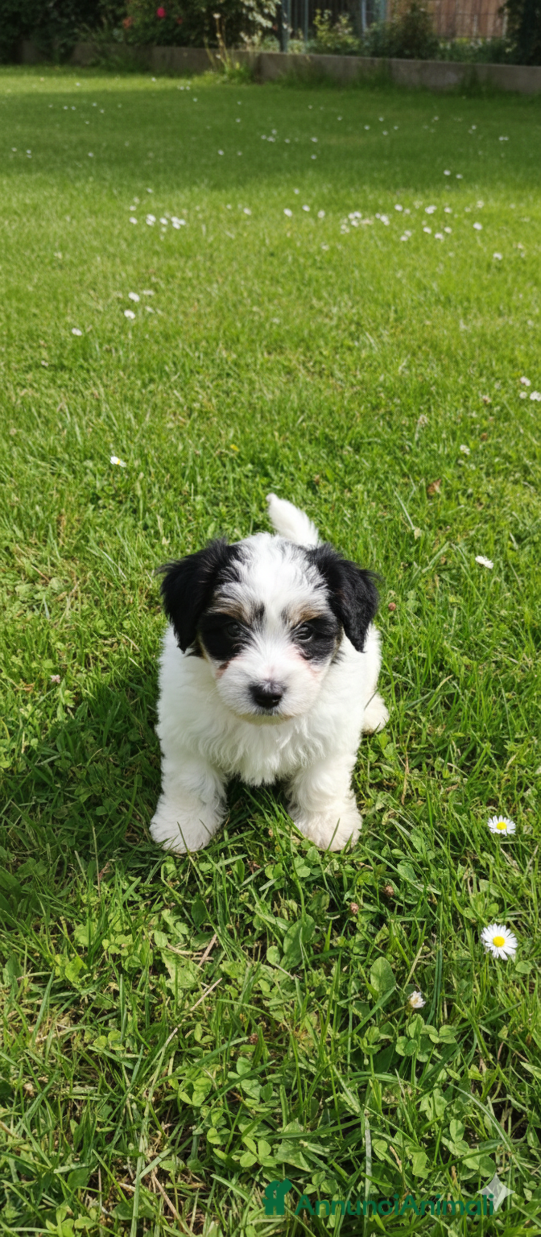 Jack Russell cani in vendita: Jack Russell  - Annuncio 4