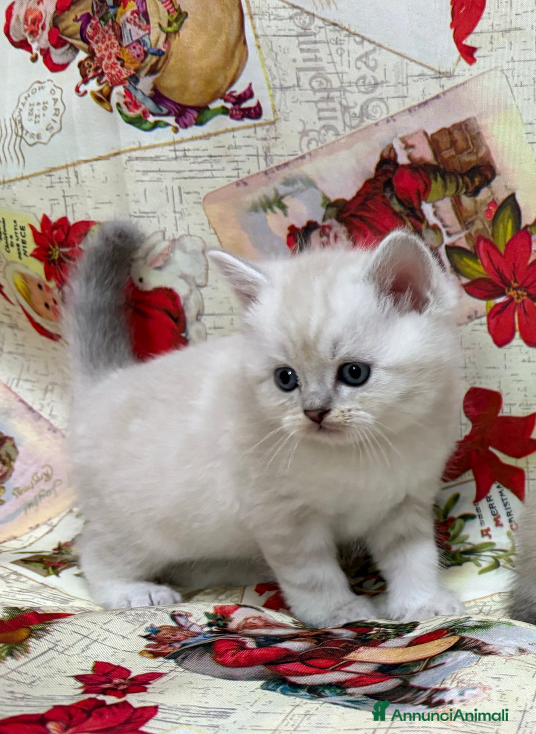 British gatti in vendita: Scottish fold sthrait  - Annuncio 7