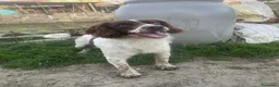 Meticcio cani in regalo: LUCIO timido ma anche dolce - Annuncio 4