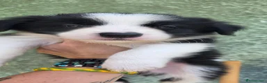 Border Collie 5