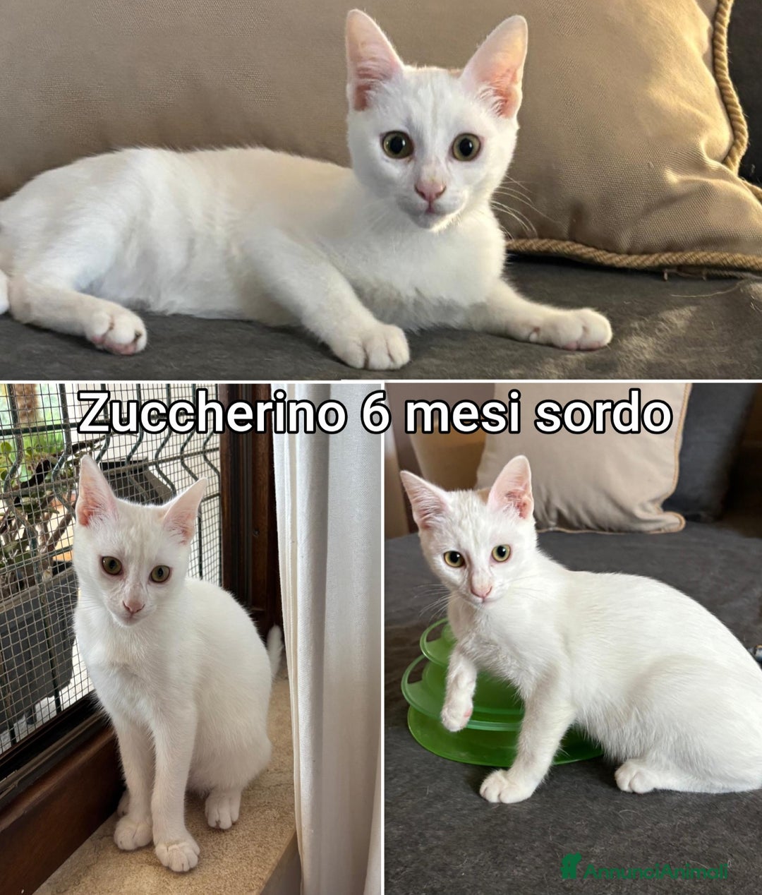 Europeo gatti in regalo: ADOZIONI URGENTI PER QUESTI GATTINI  - Annuncio 10