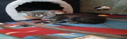 Certosino gatti in regalo: Fratellini tigratini - Annuncio 5