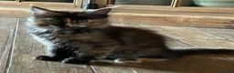 Maine Coon gatti in vendita: Maine Coon  - Annuncio 5
