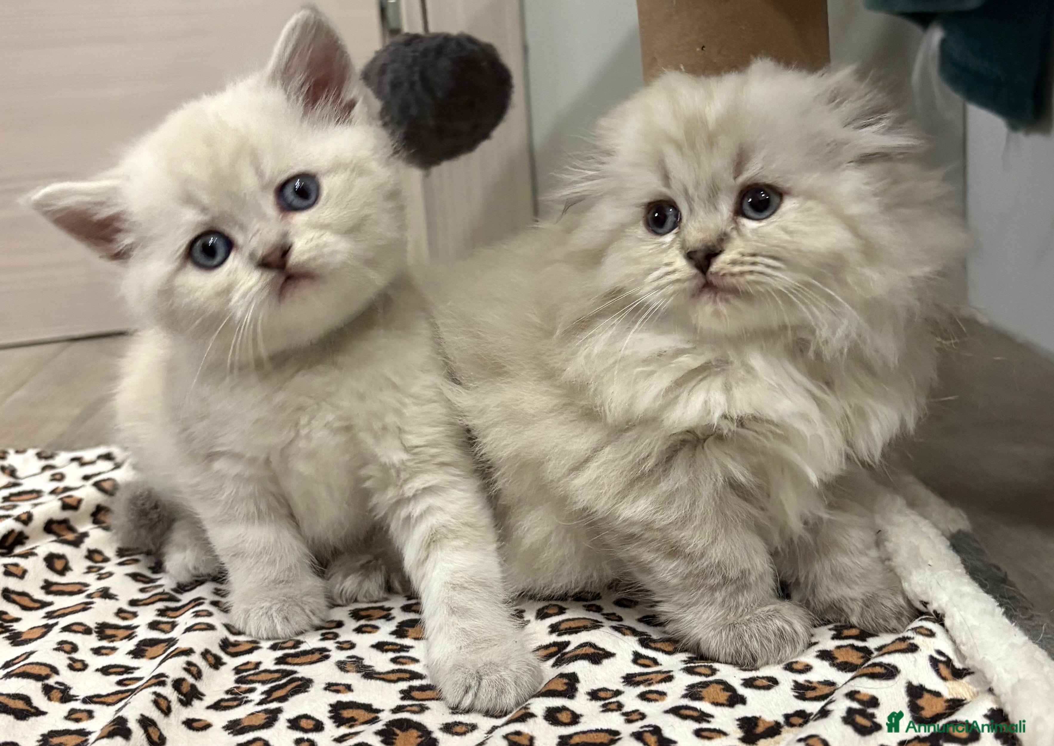 British gatti Scottish fold sthrait  - Annuncio 1