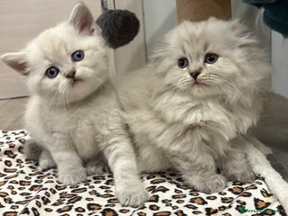 British gatti Scottish fold sthrait - Annuncio 1