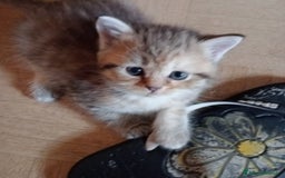Scottish gatti in vendita: Gattini Scottish Straight  a Provincia di Modena - Immagine 30