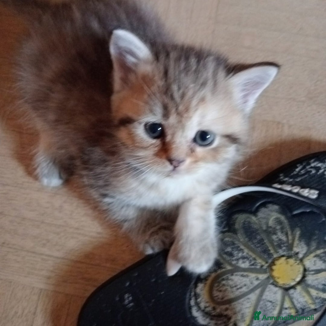 Scottish gatti in vendita: Gattini Scottish Straight  a Provincia di Modena - Immagine 30