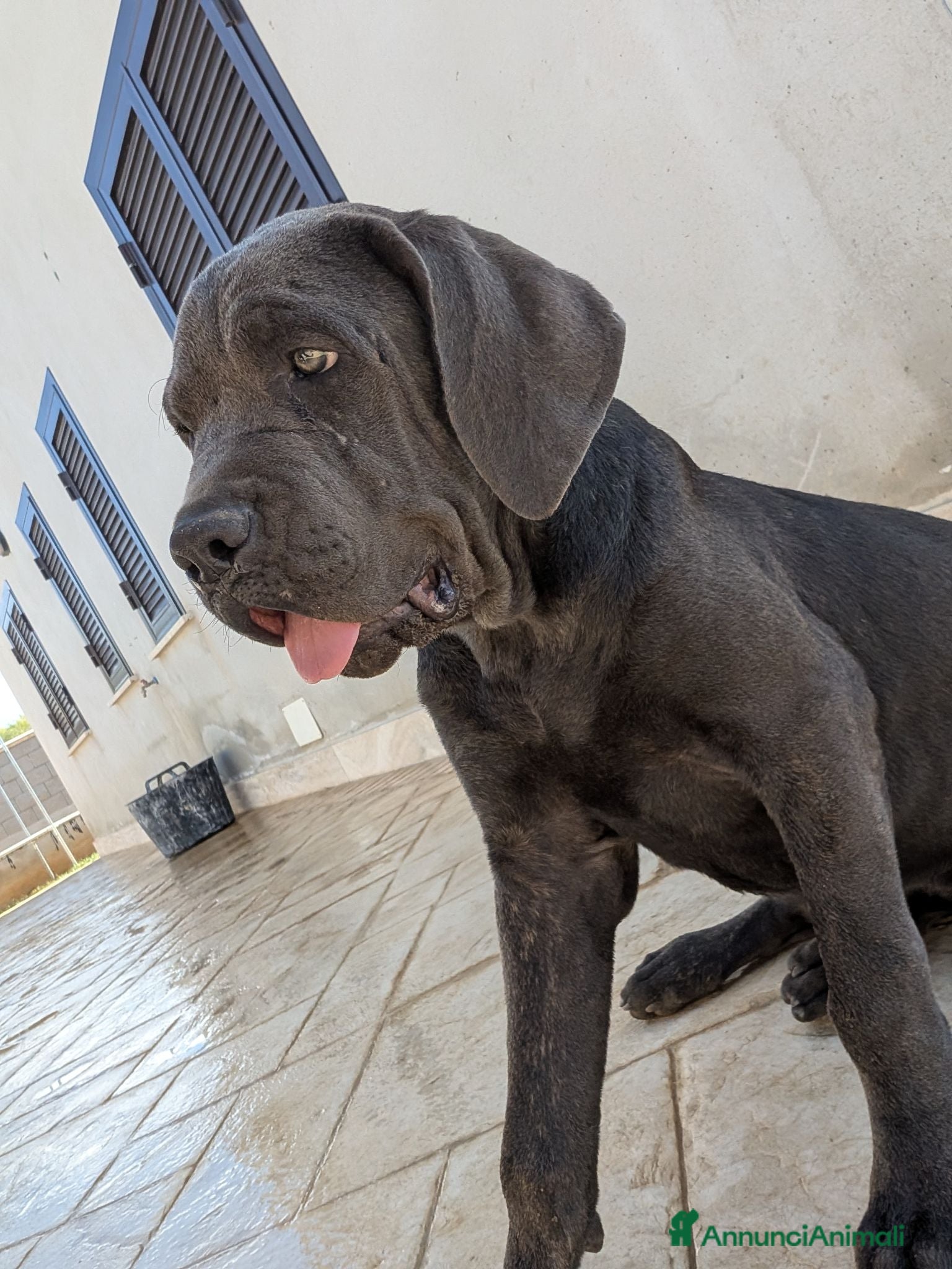 Cane Corso cani Cucciola di cane corso!  - Annuncio 5
