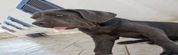 Cane Corso cani in vendita: Cucciola di cane corso!  - Annuncio 1