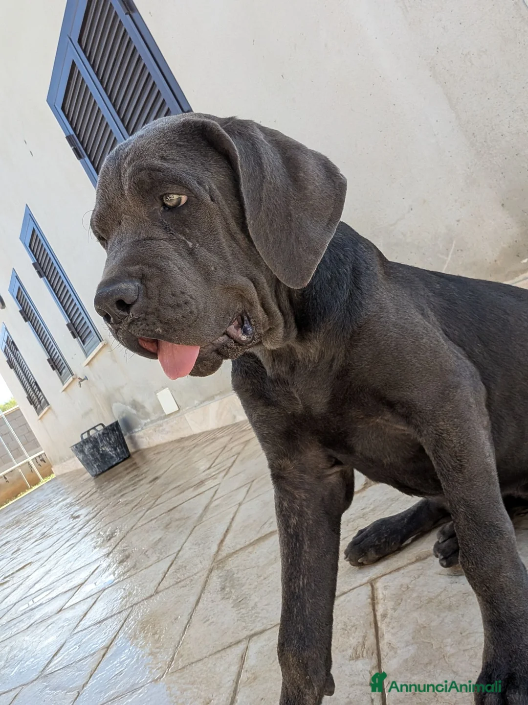 Cane Corso cani in vendita: Cucciola di cane corso!  - Annuncio 1